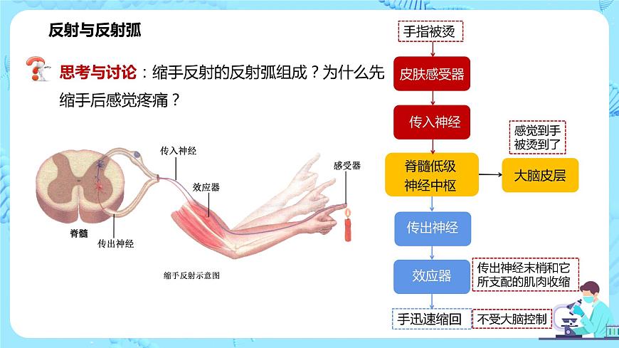 第二節(jié)《神經(jīng)調(diào)節(jié)的基本方式—反射》課件第6頁