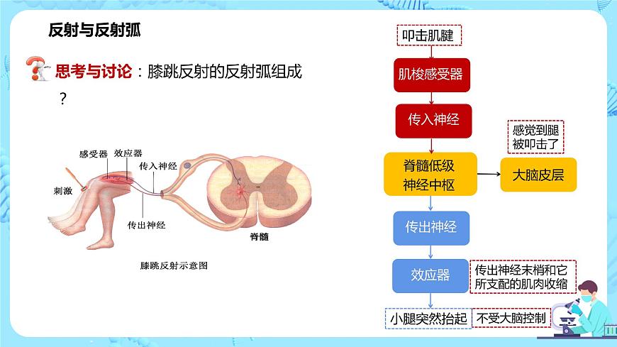 第二節(jié)《神經(jīng)調(diào)節(jié)的基本方式—反射》課件第7頁