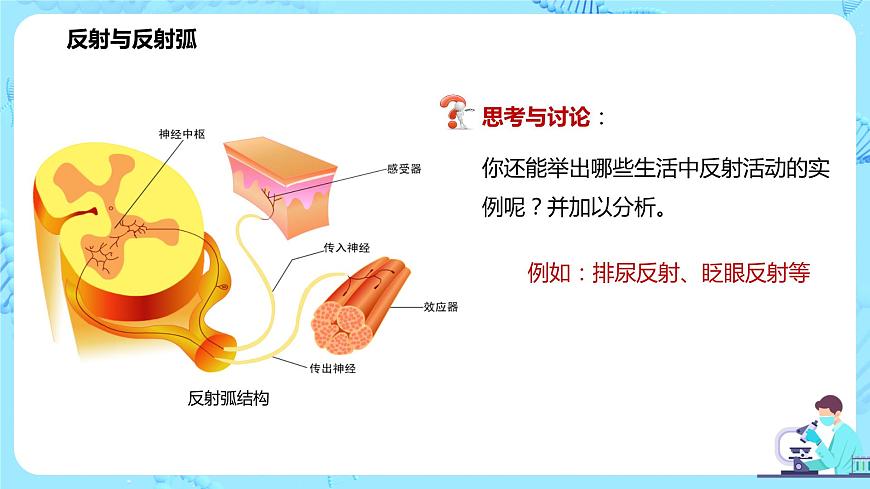 第二節(jié)《神經(jīng)調(diào)節(jié)的基本方式—反射》課件第8頁