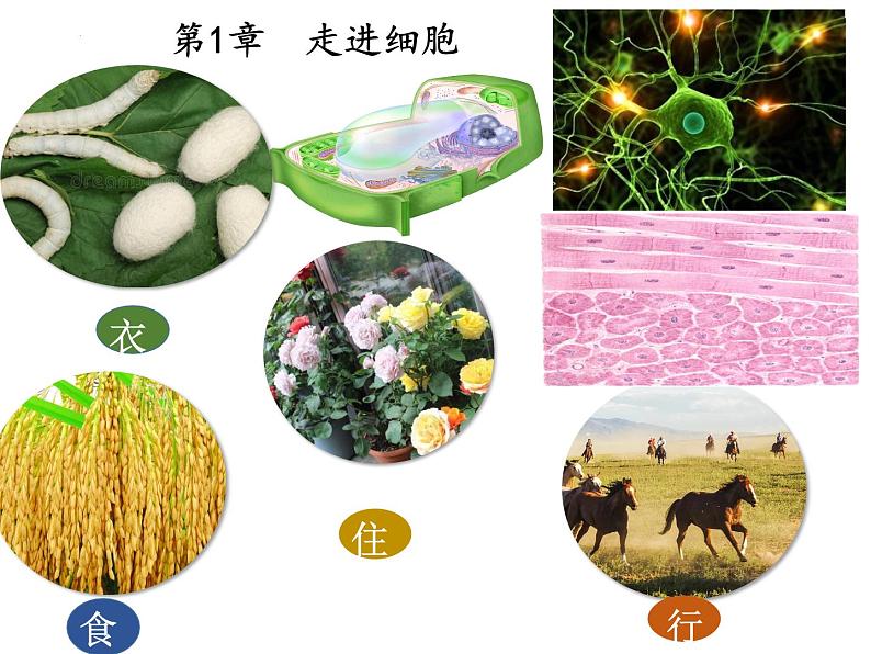 1.2细胞的多样性和统一性课件-2021-2022学年高一上学期生物人教版(2019)必修1第1页