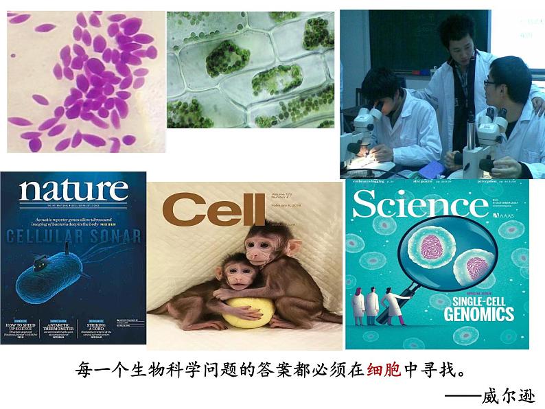 1.2细胞的多样性和统一性课件-2021-2022学年高一上学期生物人教版(2019)必修1第2页
