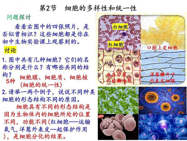 1.2细胞的多样性和统一性课件-2021-2022学年高一上学期生物人教版(2019)必修1第3页