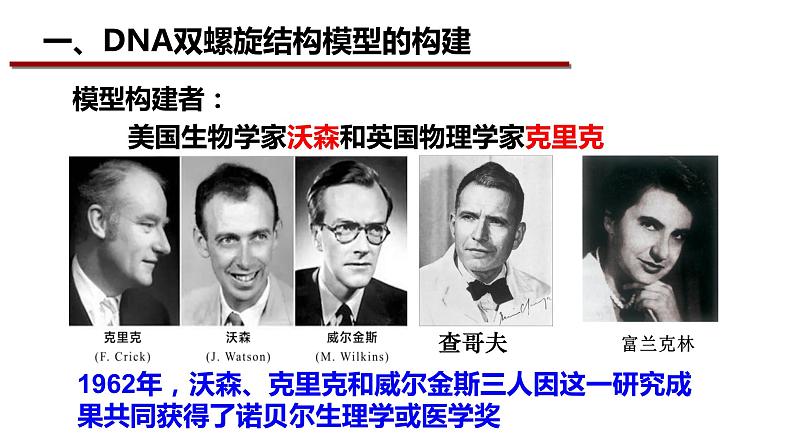 3.2DNA的结构课件-2021-2022学年高一下学期生物人教版(2019)必修2第2页