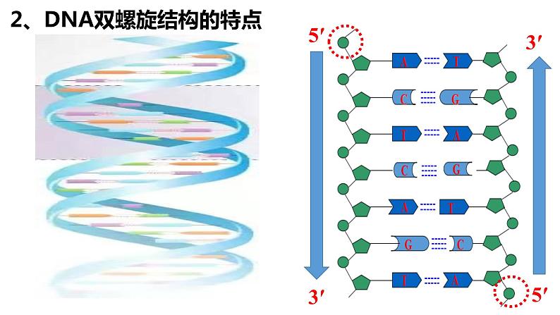 3.2DNA的结构课件-2021-2022学年高一下学期生物人教版(2019)必修2第7页