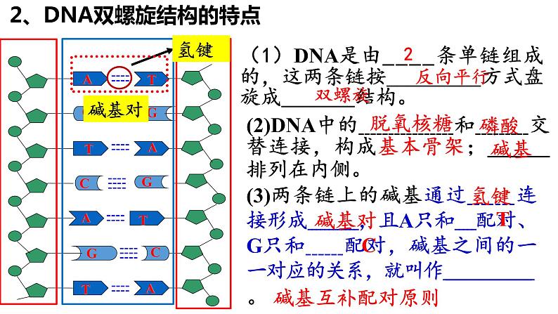 3.2DNA的结构课件-2021-2022学年高一下学期生物人教版(2019)必修2第8页