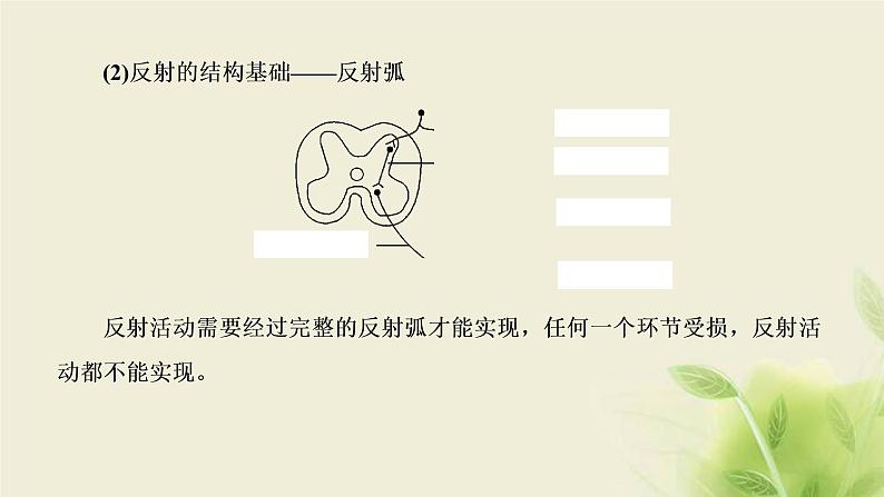 浙科版高中生物选择性必修1第二章神经调节第三节人体通过神经调节对刺激做出反应课件第5页