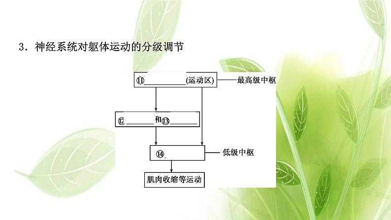 新人教版高中生物选择性必修第一册第2章神经调节第4节神经系统的分级调节课件06