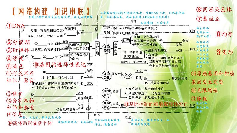 高考生物二轮复习专题三细胞的生命历程含减数分裂课件03