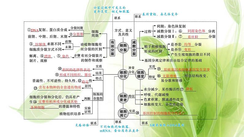 新教材高考生物二轮复习专题三细胞的生命历程课件第4页