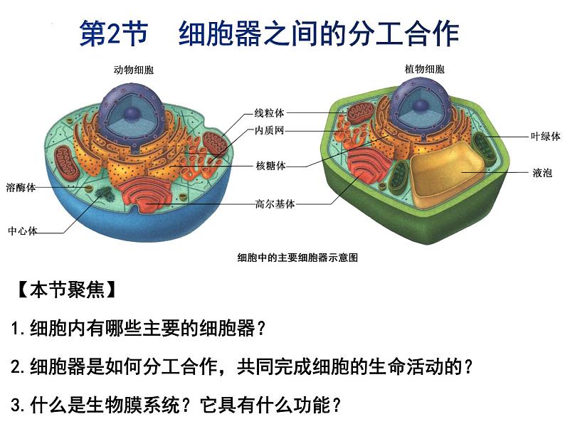 3.2细胞器之间的分工合作课件2021-2022学年高一上学期生物人教版必修1第1页
