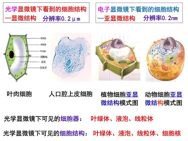 3.2细胞器之间的分工合作课件2021-2022学年高一上学期生物人教版必修1第3页