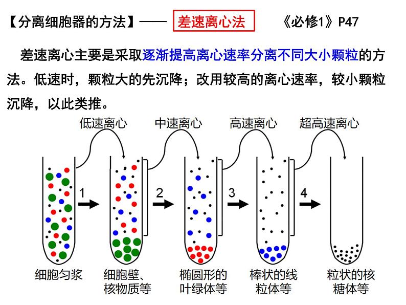 3.2细胞器之间的分工合作课件2021-2022学年高一上学期生物人教版必修1第5页