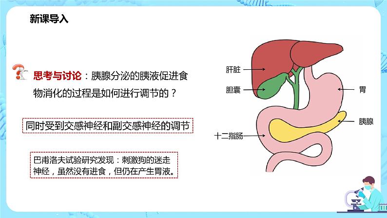 第一节《激素与内分泌系统》课件第3页