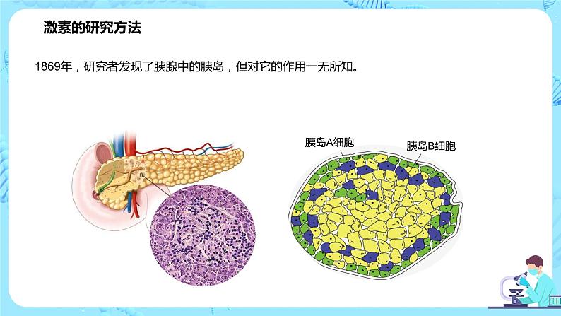 第一节《激素与内分泌系统》课件第8页