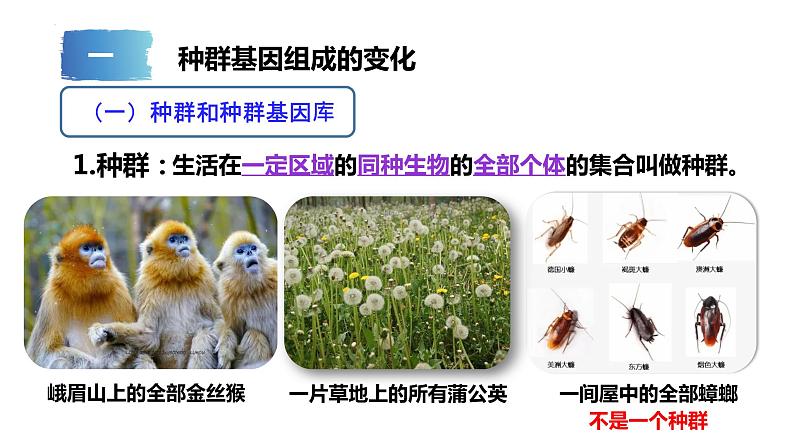 2021-2022学年高一下学期生物人教版(2019)必修二 6.3 种群基因组成的变化和物种的形成课件(51张PPT)03