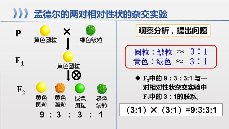 2021-2022学年高一下学期生物人教版必修二 1.2.1 孟德尔的豌豆杂交实验(二)课件(18张PPT)第7页