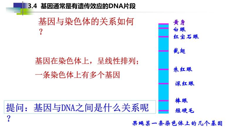 2021-2022学年高一下学期生物人教版必修二 3.4 基因通常是有遗传效应的DNA片段课件（23张PPT)03