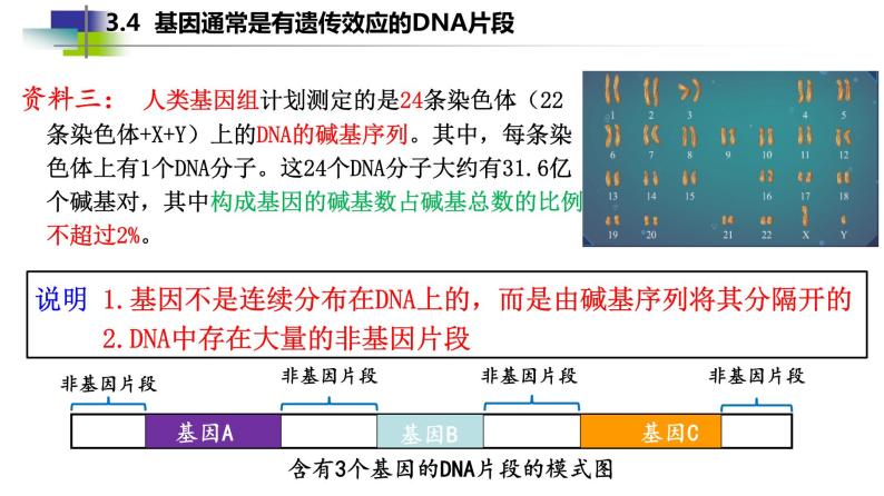 2021-2022学年高一下学期生物人教版必修二 3.4 基因通常是有遗传效应的DNA片段课件（23张PPT)08