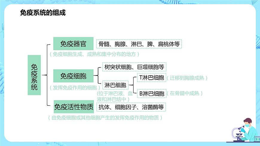 第一節(jié)《免疫系統(tǒng)的組成和功能》課件第4頁