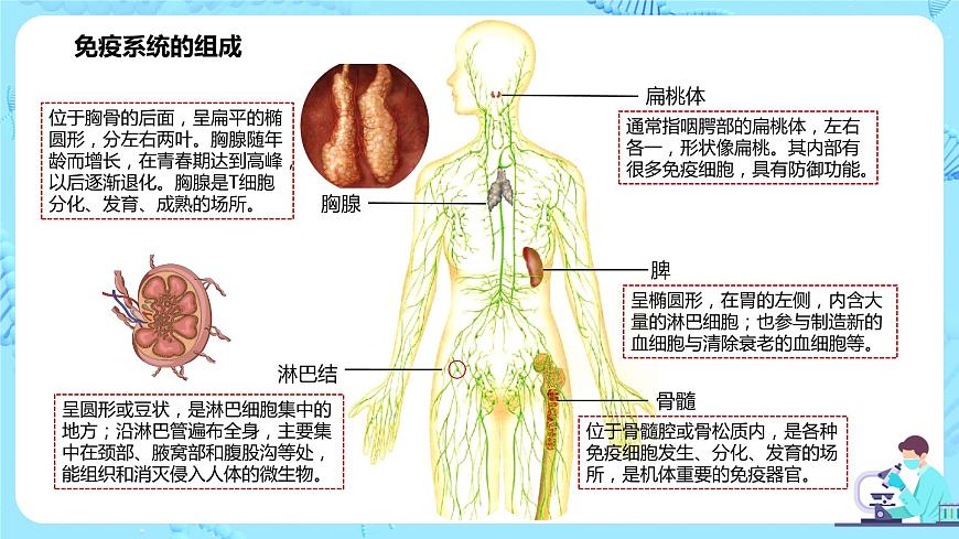 第一節(jié)《免疫系統(tǒng)的組成和功能》課件第5頁