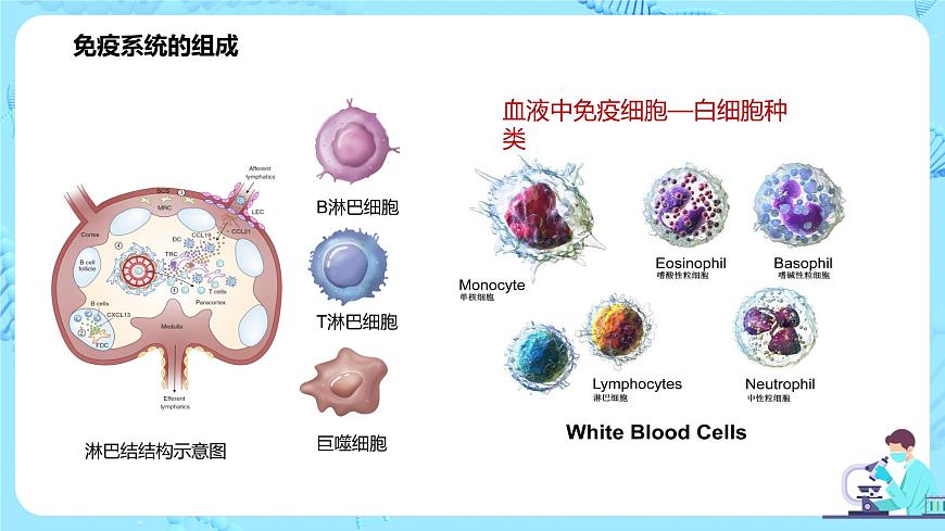 第一節(jié)《免疫系統(tǒng)的組成和功能》課件第6頁