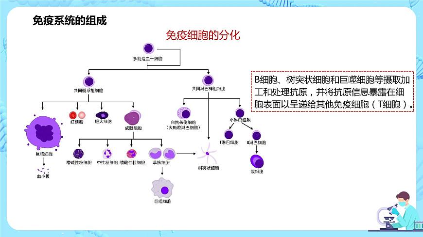 第一節(jié)《免疫系統(tǒng)的組成和功能》課件第7頁