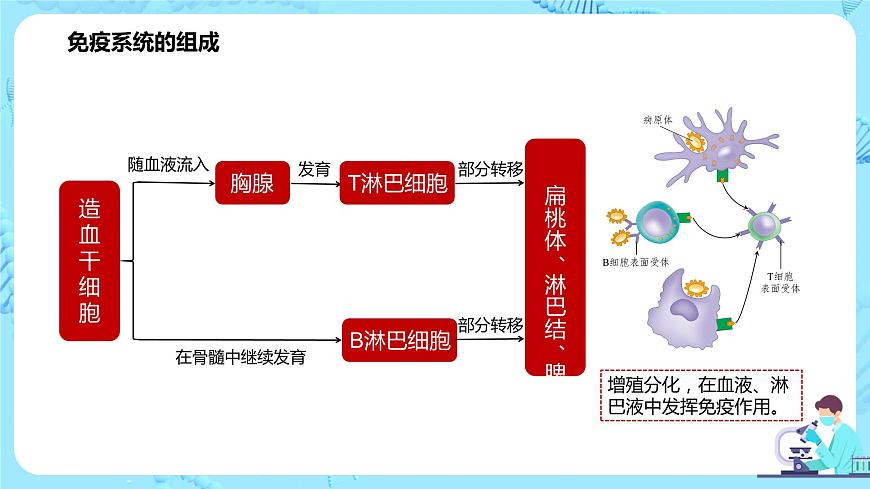 第一節(jié)《免疫系統(tǒng)的組成和功能》課件第8頁