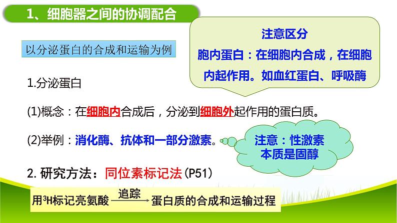 3.2 细胞器之间的分工合作(第二课时)课件-2021-2022学年人教版(2019)高一上学期生物必修一第4页