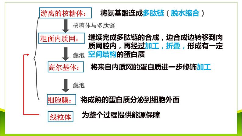 3.2 细胞器之间的分工合作(第二课时)课件-2021-2022学年人教版(2019)高一上学期生物必修一第8页