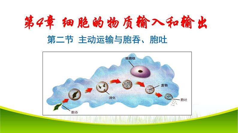 4.2 主动运输与胞吞、胞吐 课件-2021-2022学年人教版(2019)高一上学期生物必修一第1页
