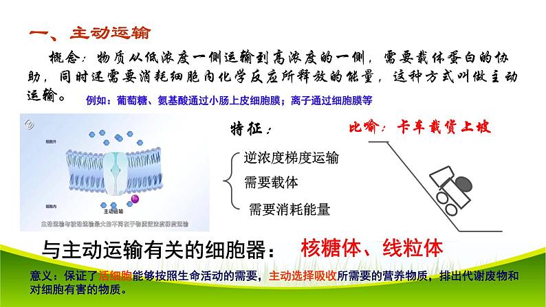 4.2 主动运输与胞吞、胞吐 课件-2021-2022学年人教版(2019)高一上学期生物必修一第4页