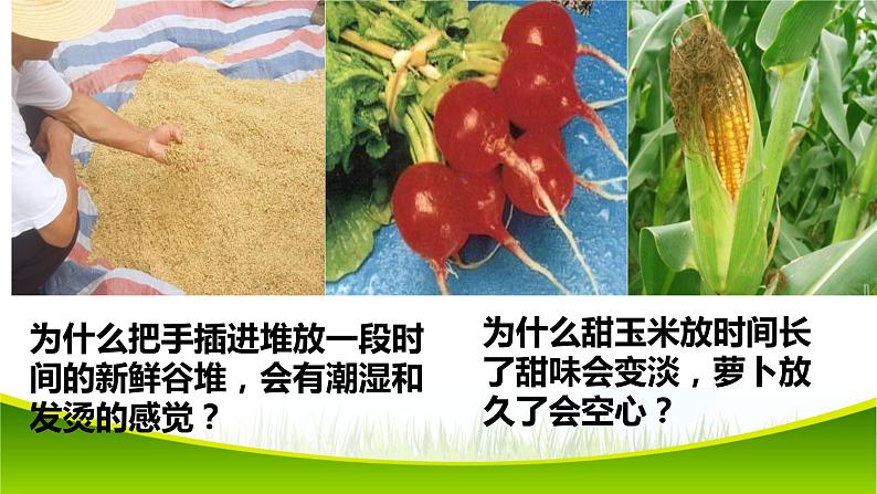 5.3 细胞呼吸的原理和应用(第二课时)课件-2021-2022学年人教版(2019)高一生物必修一01