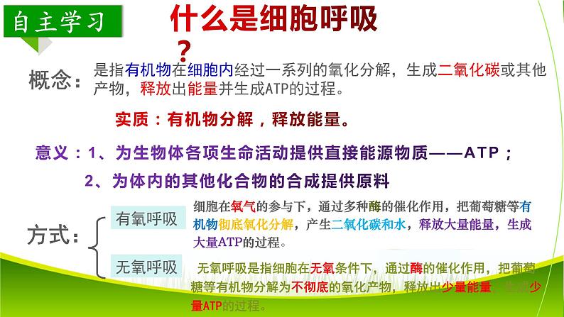 5.3 细胞呼吸的原理和应用(第二课时)课件-2021-2022学年人教版(2019)高一生物必修一04
