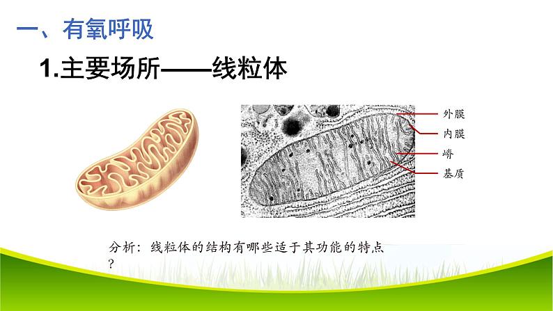 5.3 细胞呼吸的原理和应用(第二课时)课件-2021-2022学年人教版(2019)高一生物必修一06