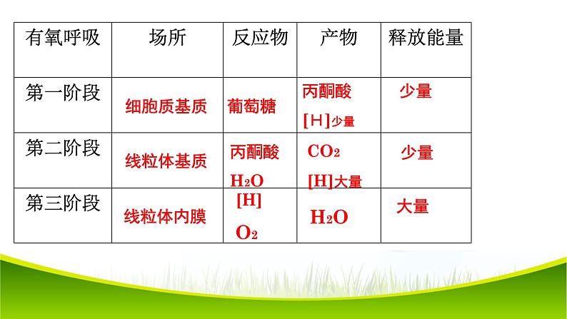 5.3 细胞呼吸的原理和应用(第二课时)课件-2021-2022学年人教版(2019)高一生物必修一08