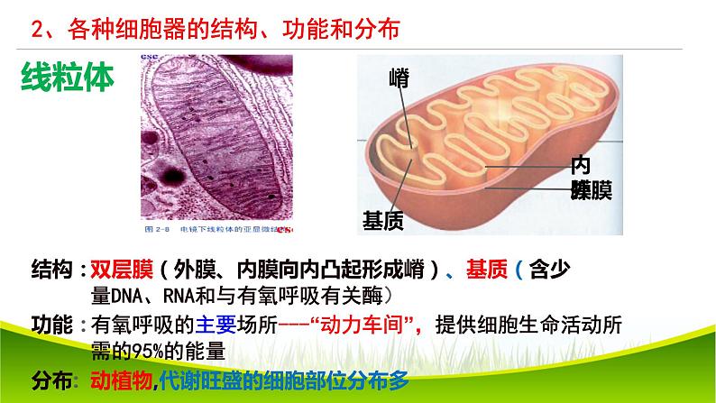 3.2 细胞器之间的分工合作(第一课时)课件-2021-2022学年人教版(2019)高一上学期生物必修一07