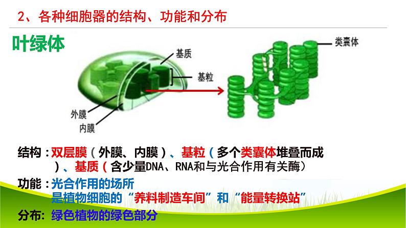 3.2 细胞器之间的分工合作(第一课时)课件-2021-2022学年人教版(2019)高一上学期生物必修一08