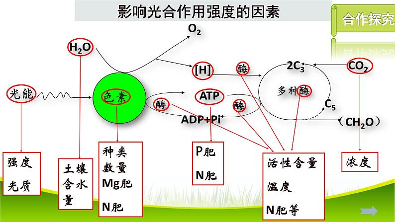5.4 光合作用与能量转化(第三课时)课件-2021-2022学年人教版(2019)高一生物必修一04