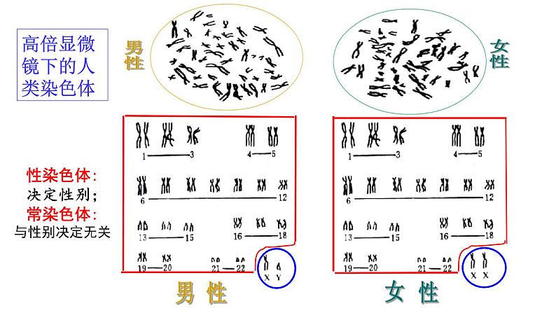 2.3 伴性遗传 课件【新教材】2020-2021学年高一生物人教版(2019)必修二03