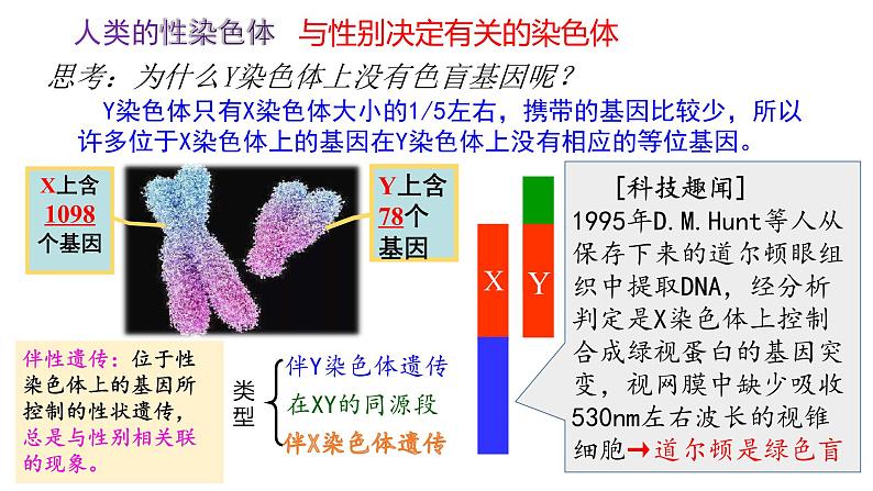 2.3 伴性遗传 课件【新教材】2020-2021学年高一生物人教版(2019)必修二04