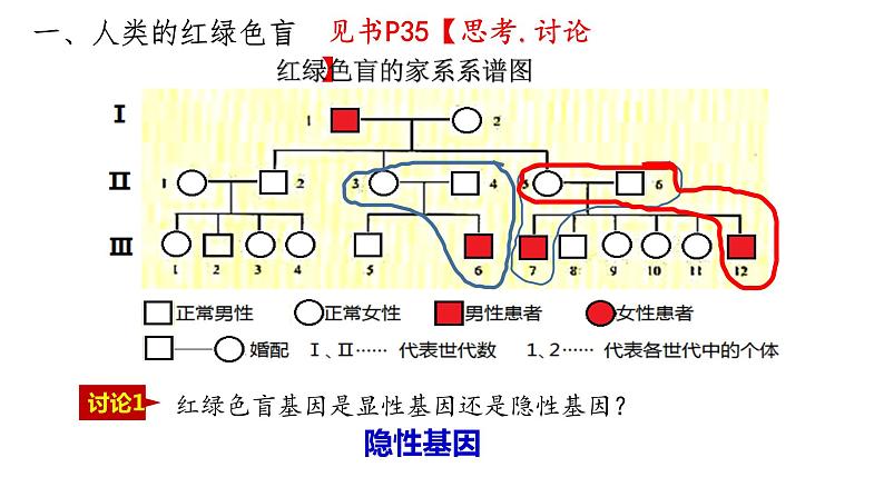 2.3 伴性遗传 课件【新教材】2020-2021学年高一生物人教版(2019)必修二05