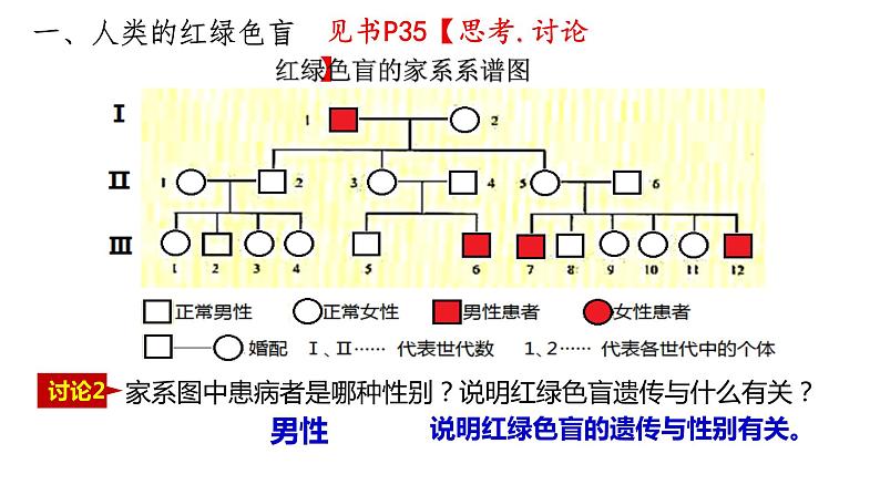2.3 伴性遗传 课件【新教材】2020-2021学年高一生物人教版(2019)必修二06