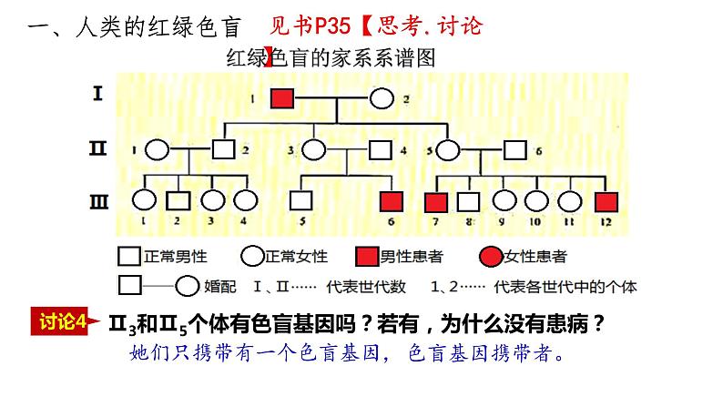 2.3 伴性遗传 课件【新教材】2020-2021学年高一生物人教版(2019)必修二08