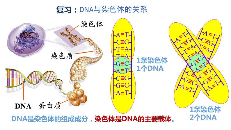 3.4 基因通常是有遗传效应的DNA片段 课件【新教材】2020-2021学年高一生物人教版(2019)必修二第1页
