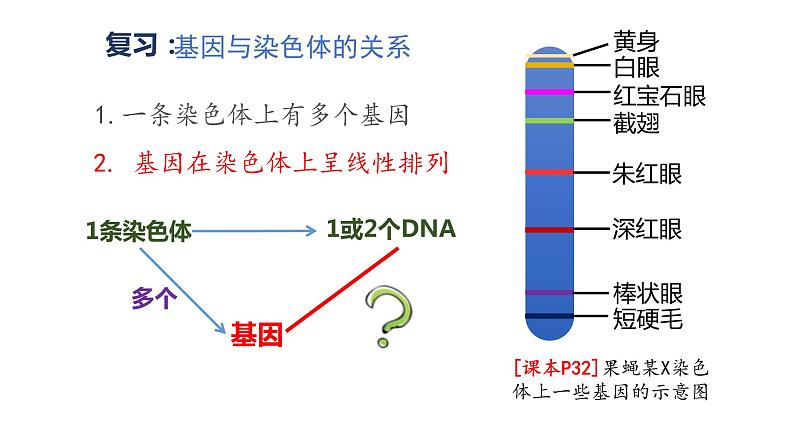 3.4 基因通常是有遗传效应的DNA片段 课件【新教材】2020-2021学年高一生物人教版(2019)必修二第2页