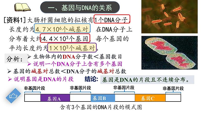 3.4 基因通常是有遗传效应的DNA片段 课件【新教材】2020-2021学年高一生物人教版(2019)必修二第4页