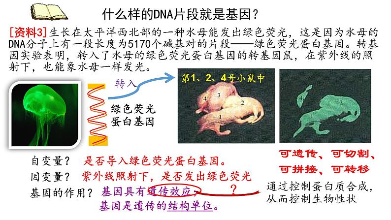3.4 基因通常是有遗传效应的DNA片段 课件【新教材】2020-2021学年高一生物人教版(2019)必修二第6页