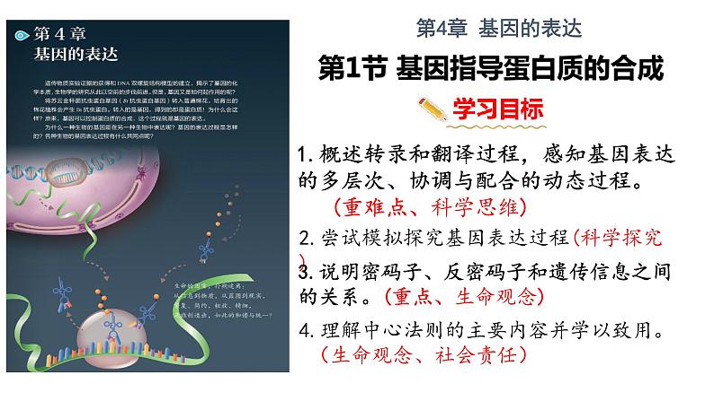 4.1 基因指导蛋白质的合成 课件【新教材】2020-2021学年高一生物人教版(2019)必修二第2页