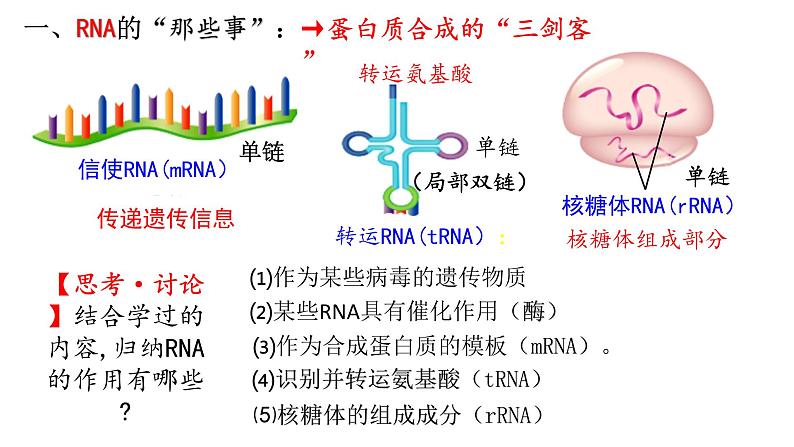 4.1 基因指导蛋白质的合成 课件【新教材】2020-2021学年高一生物人教版(2019)必修二第7页