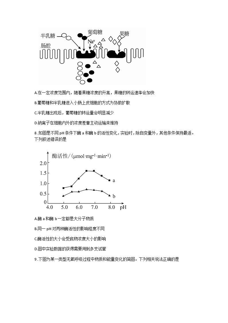 2022河南省部分名校高三上学期8月摸底联考生物试题含答案03